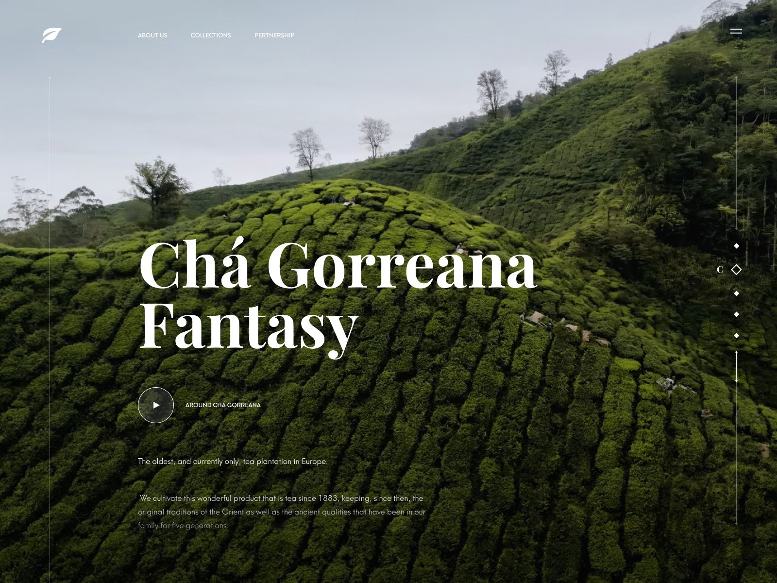 Tea company website concept